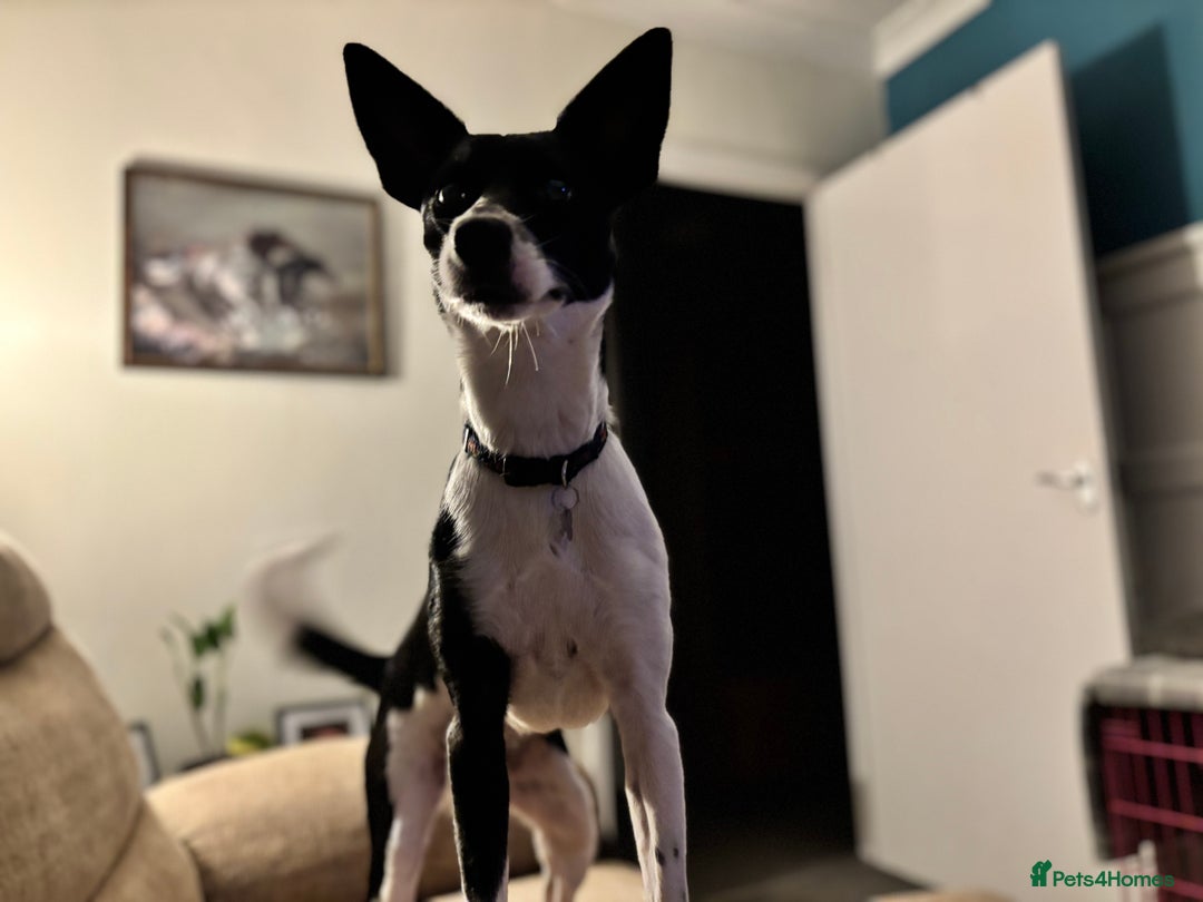 Mixed Breed dogs for sale: Poppy  - Advert 7