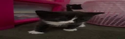 Domestic Shorthair cats for sale: Four kittens needing a home - Advert 4