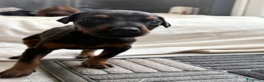 Dobermann Puppy 10