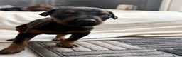Dobermann dogs for sale: Exceptional Pedigree Doberman pups for sale  - Advert 2