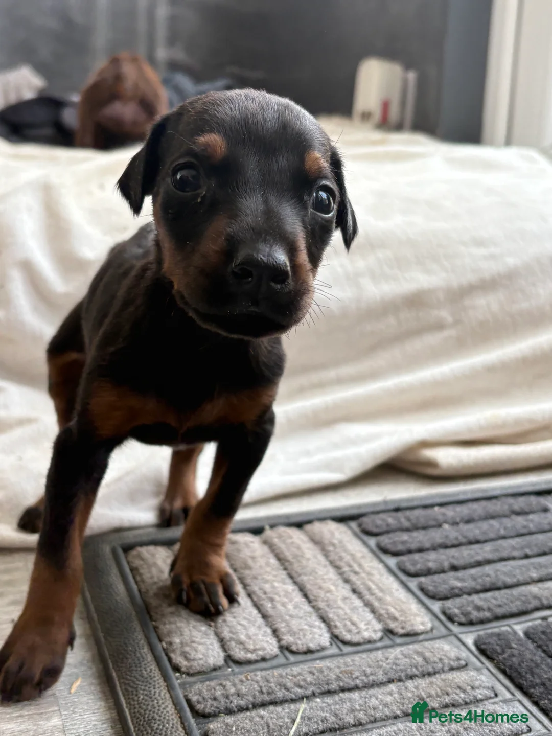 Dobermann dogs for sale: Exceptional Pedigree Doberman pups for sale  - Advert 2