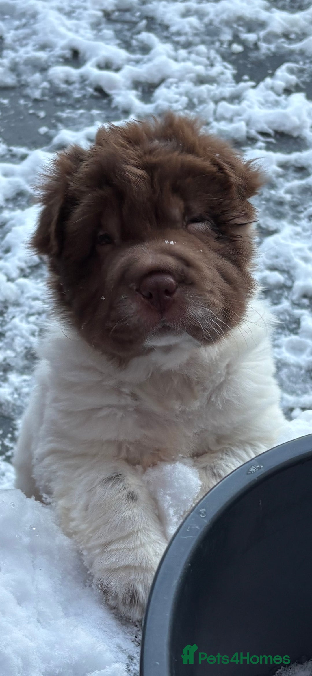 Shar Pei dogs for sale: Ready now amazing bear coat !!!!  - Advert 2