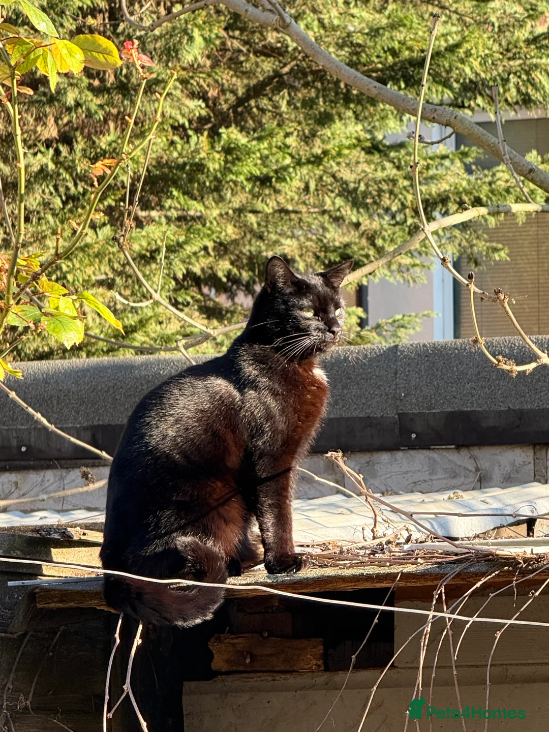 Bombay cats for sale: Sweet Cat Looking for His Forever Home - Advert 10