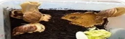 Snails invertebrates for sale: Giant African land snails babies and adults  - Advert 5