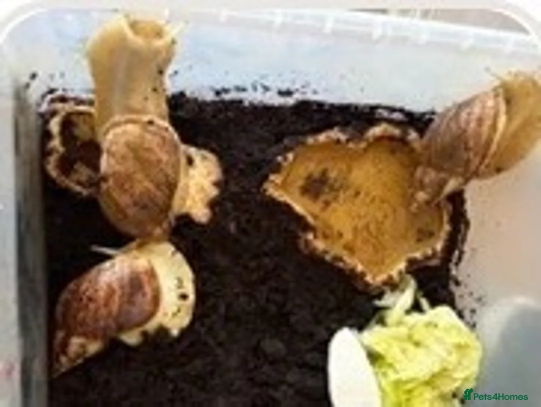 Snails invertebrates for sale: Giant African land snails babies and adults  - Advert 5