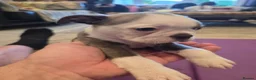 Boston Terrier dogs for sale: Health-Tested KC Registered Boston Terrier Puppies - Advert 24
