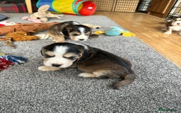 Cocker Spaniel dogs for sale: Beautiful sable puppies - Image 15