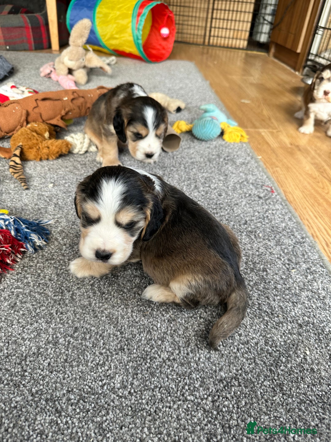 Cocker Spaniel dogs for sale: Beautiful sable puppies - Image 15