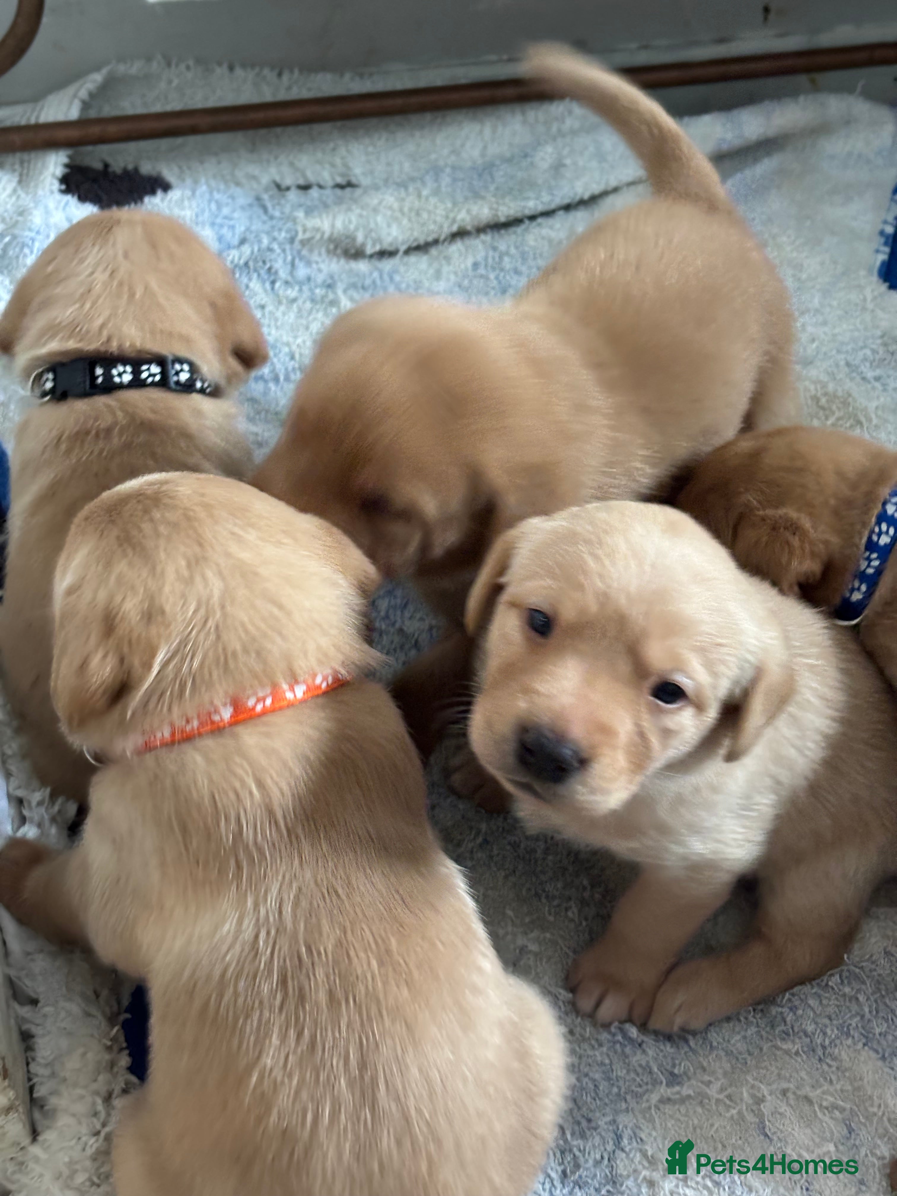 Labrador Retriever dogs KENNEL CLUB REGISTERED LABRADOR PUPPIES  - Advert 2