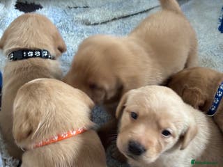 Labrador Retriever dogs KC REGISTERED LABRADOR PUPS. - Advert 14