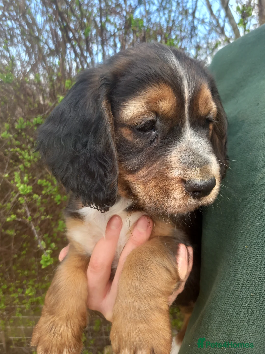 Beagle dogs for sale: Beagle x cocker spaniel puppies  - Advert 2