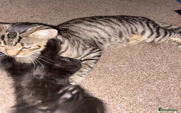 Bombay cats for sale: beautiful kittens looking for a happy safe home's  - Image 14