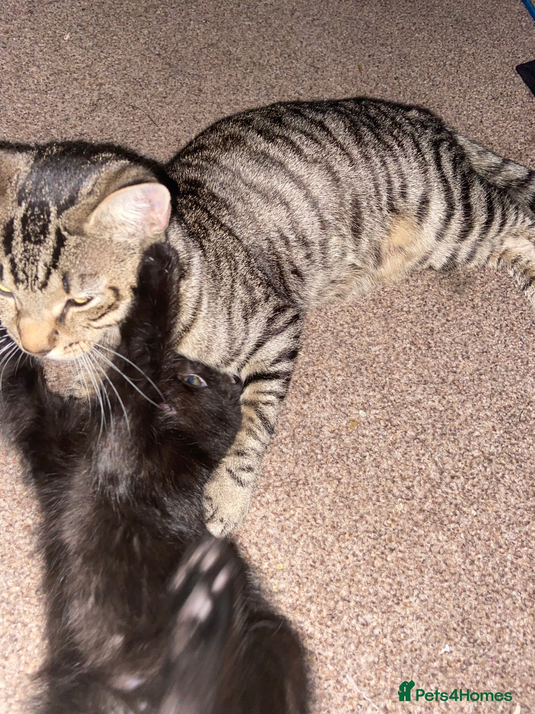 Bombay cats for sale: beautiful kittens looking for a happy safe home's  - Image 14