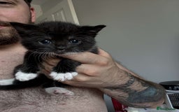 British Shorthair cats for sale: British short hair cross  - Image 6