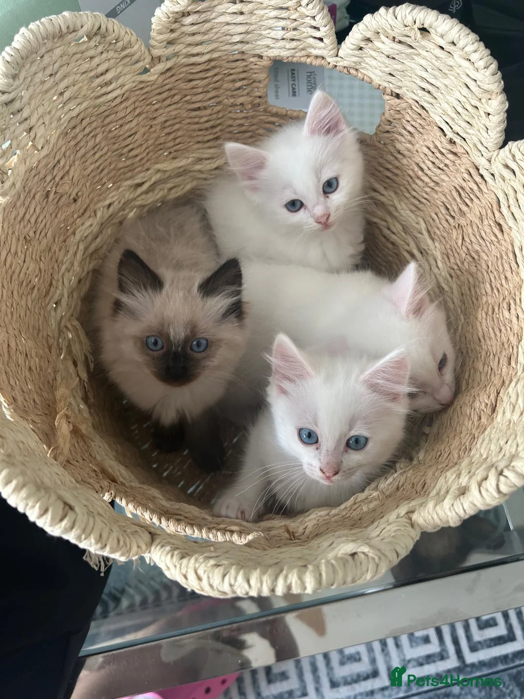 Ragdoll cats for sale: Stunning babies ragdolls - Advert 2