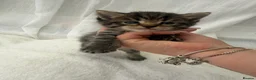 Mixed Breed cats for sale: Tabby male kittens and stunning black girl  - Advert 1