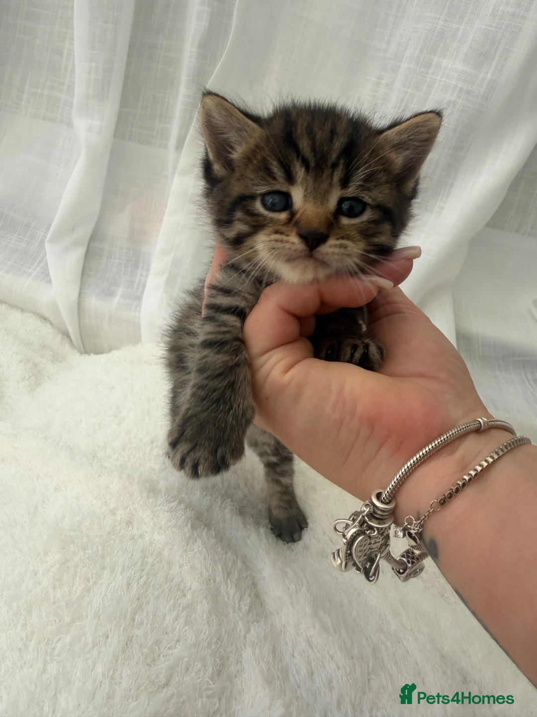 Mixed Breed cats for sale: Tabby male kittens and stunning black girl  - Advert 1