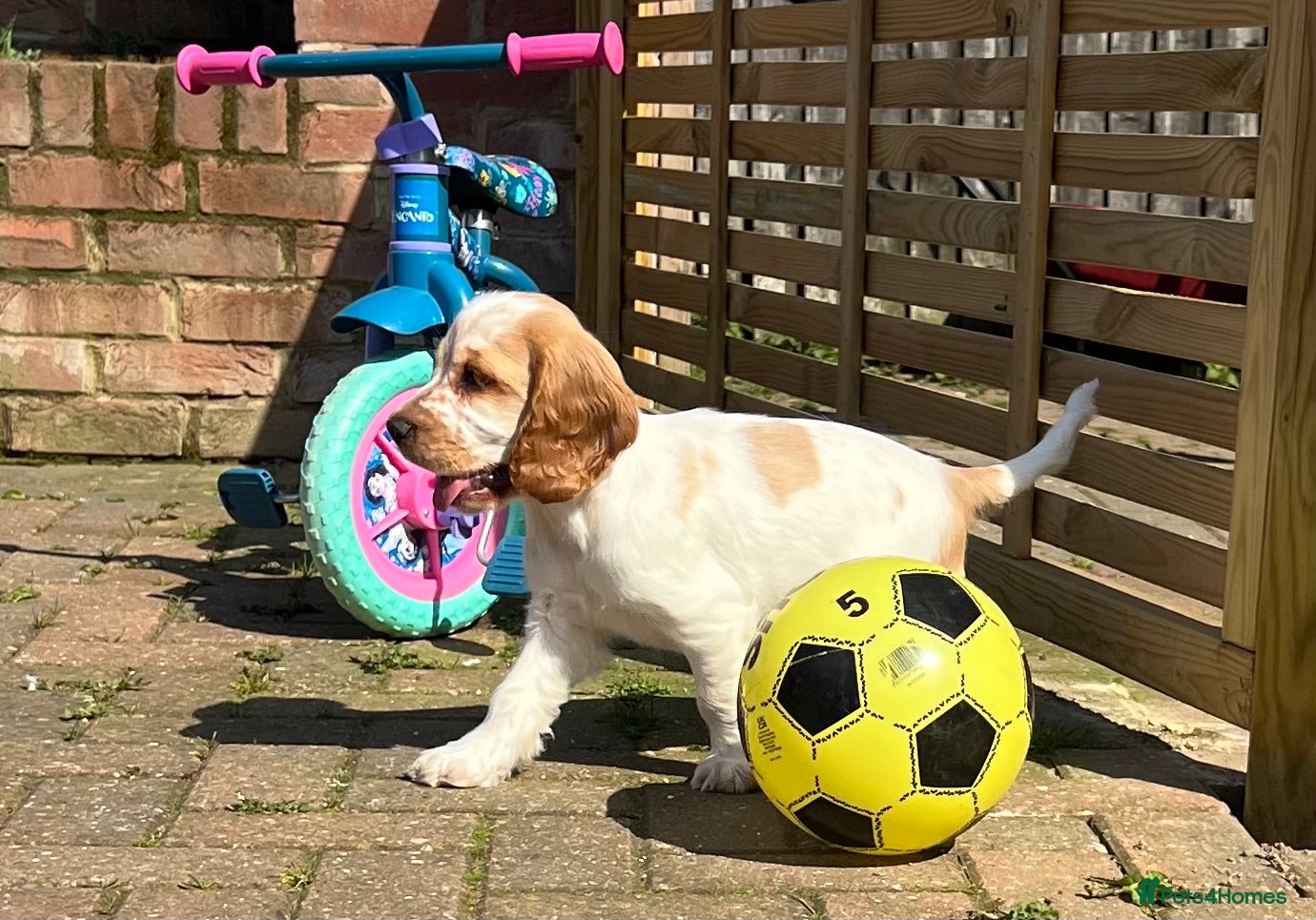 Cocker Spaniel dogs Beautiful orange roan cocker spaniel  - Advert 2