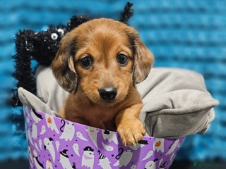 Miniature Dachshund dogs - Advert 34