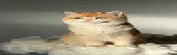 British Shorthair cats for sale: Teddy Bear 🧸 British Shorthair Golden kittens  - Advert 9