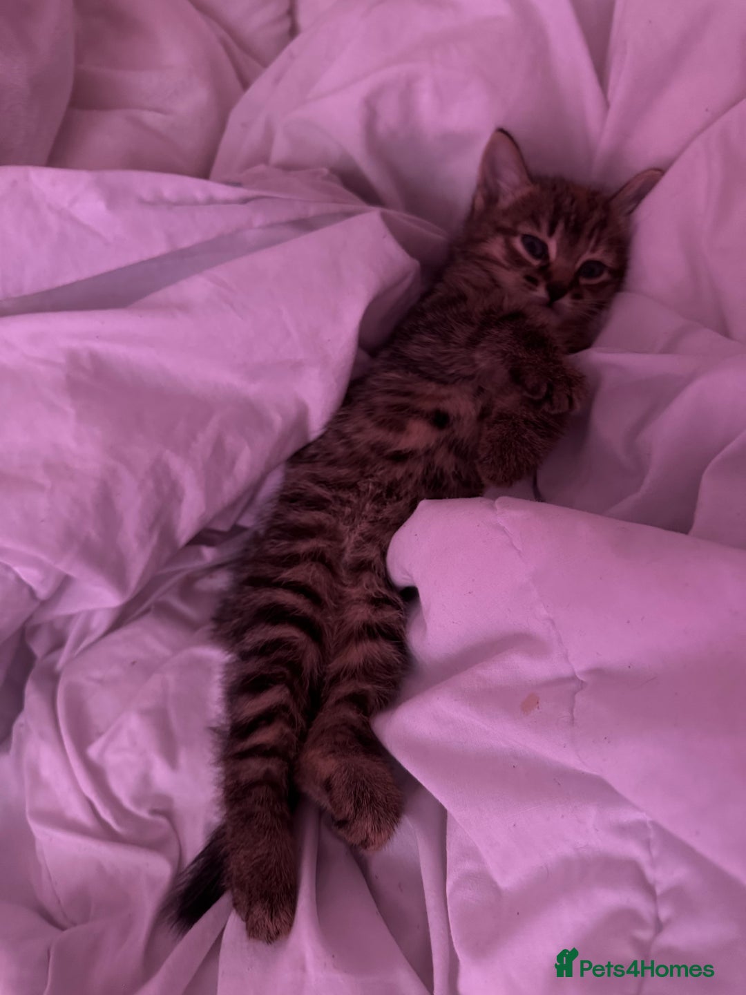 British Shorthair cats for sale: Super adorable kitten for sale  - Image 4