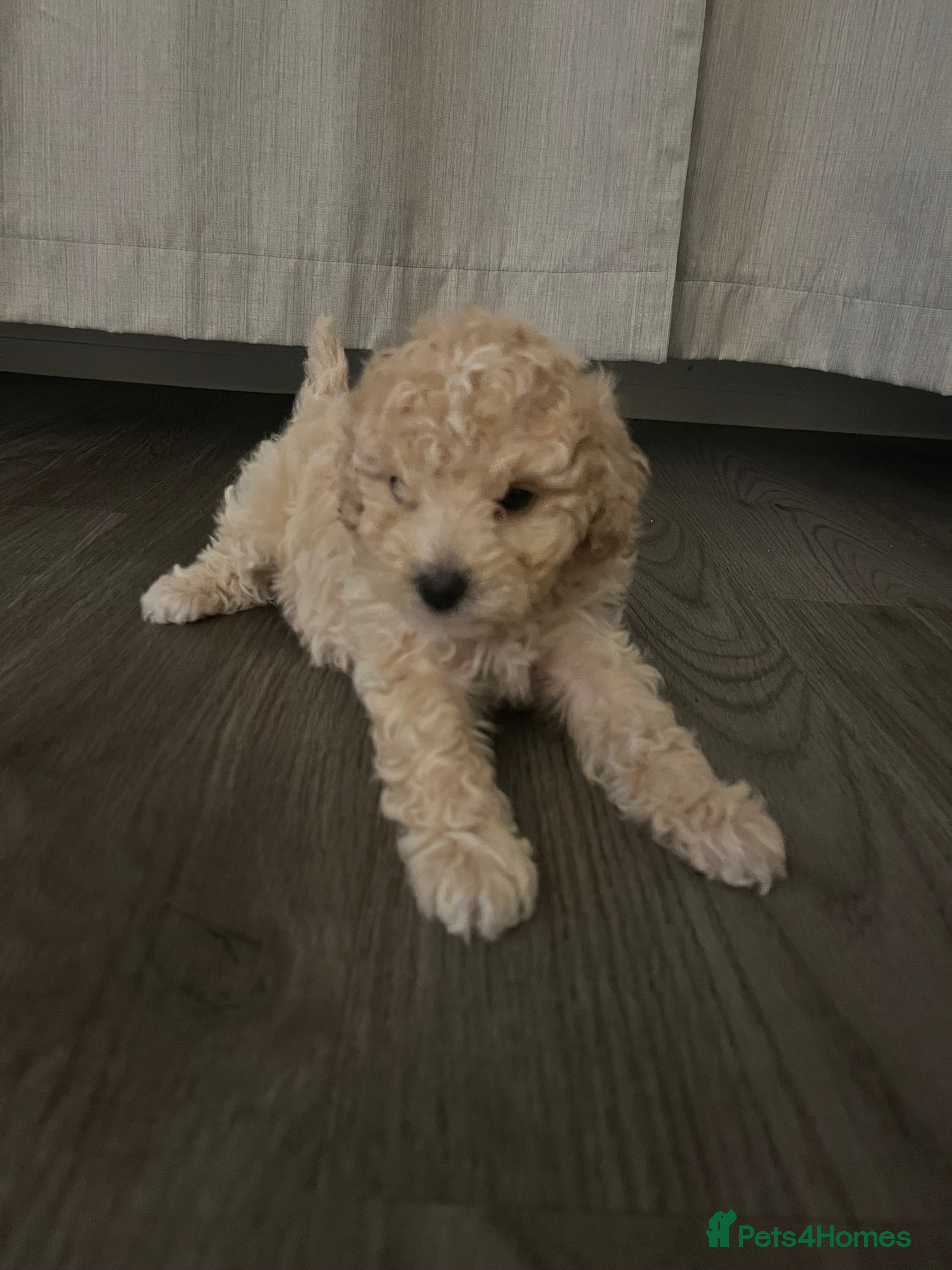 Cavapoo dogs 3 beautiful Cavopoo males 🐶 - Advert 5