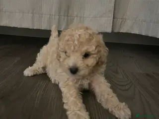 Cavapoo dogs 3 beautiful Cavopoo males 🐶 - Advert 5