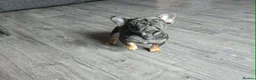 French Bulldog dogs for sale: 7 BEAUTIFUL French bulldogs puppies  - Advert 5