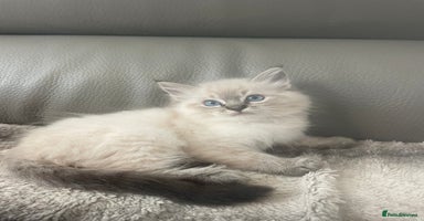 Ragdoll cats - Advert 4