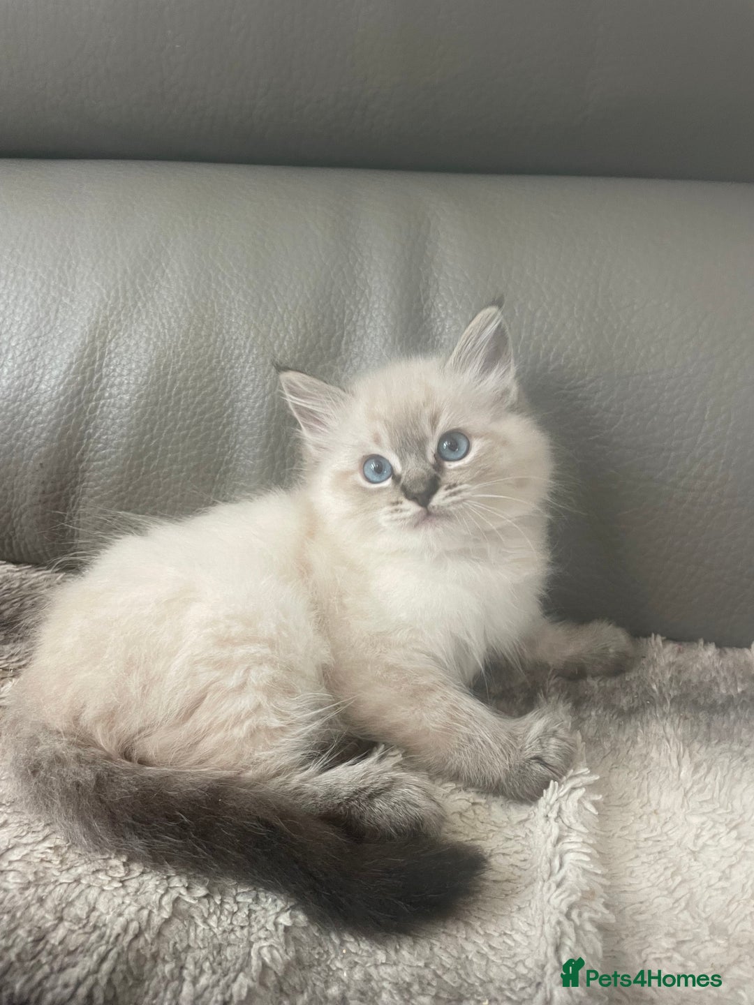 Ragdoll cats for sale: Last boy girl Hcm pkd so loving  playful cutie  - Image 4