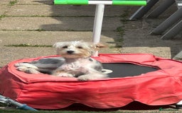 Yorkshire Terrier dogs for sale: Yorkshire terrier  - Image 3