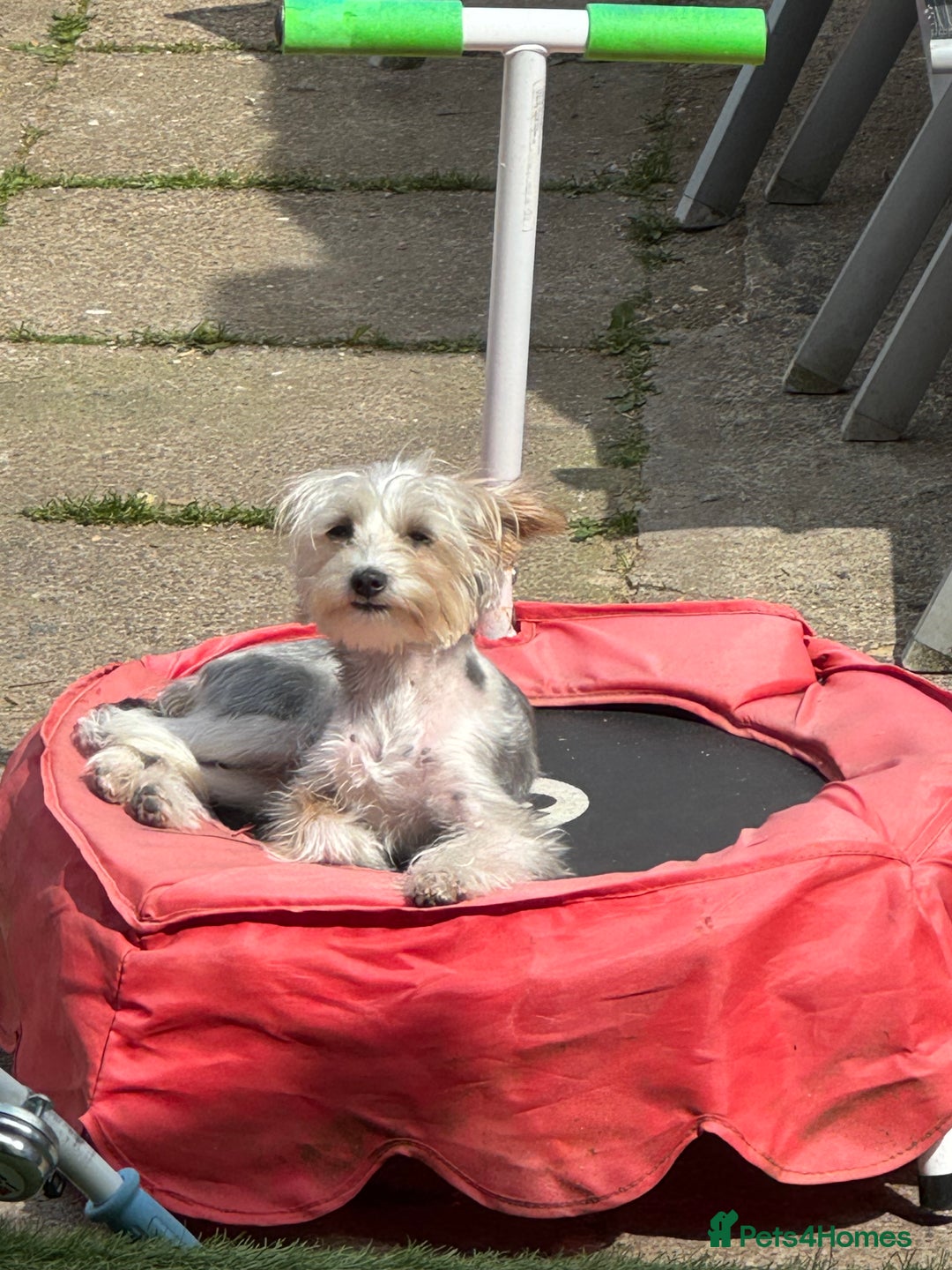 Yorkshire Terrier dogs for sale: Yorkshire terrier  - Image 3