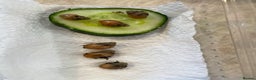 Snails invertebrates for sale: Giant African land snail hatchlings  - Advert 2