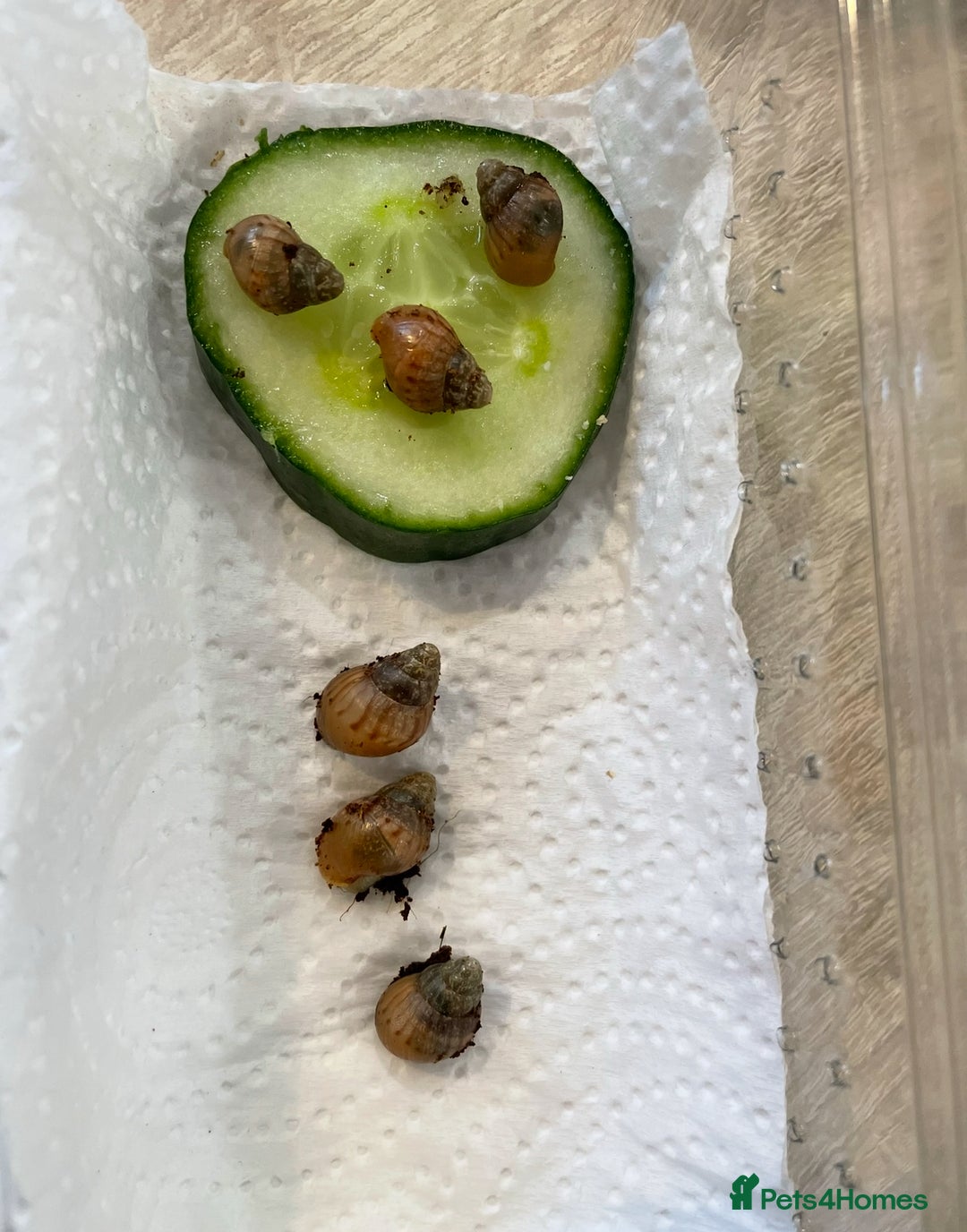 Snails invertebrates for sale: Giant African land snail hatchlings  - Image 2