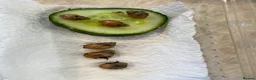 Snails invertebrates for sale: Giant African land snail hatchlings  - Advert 2