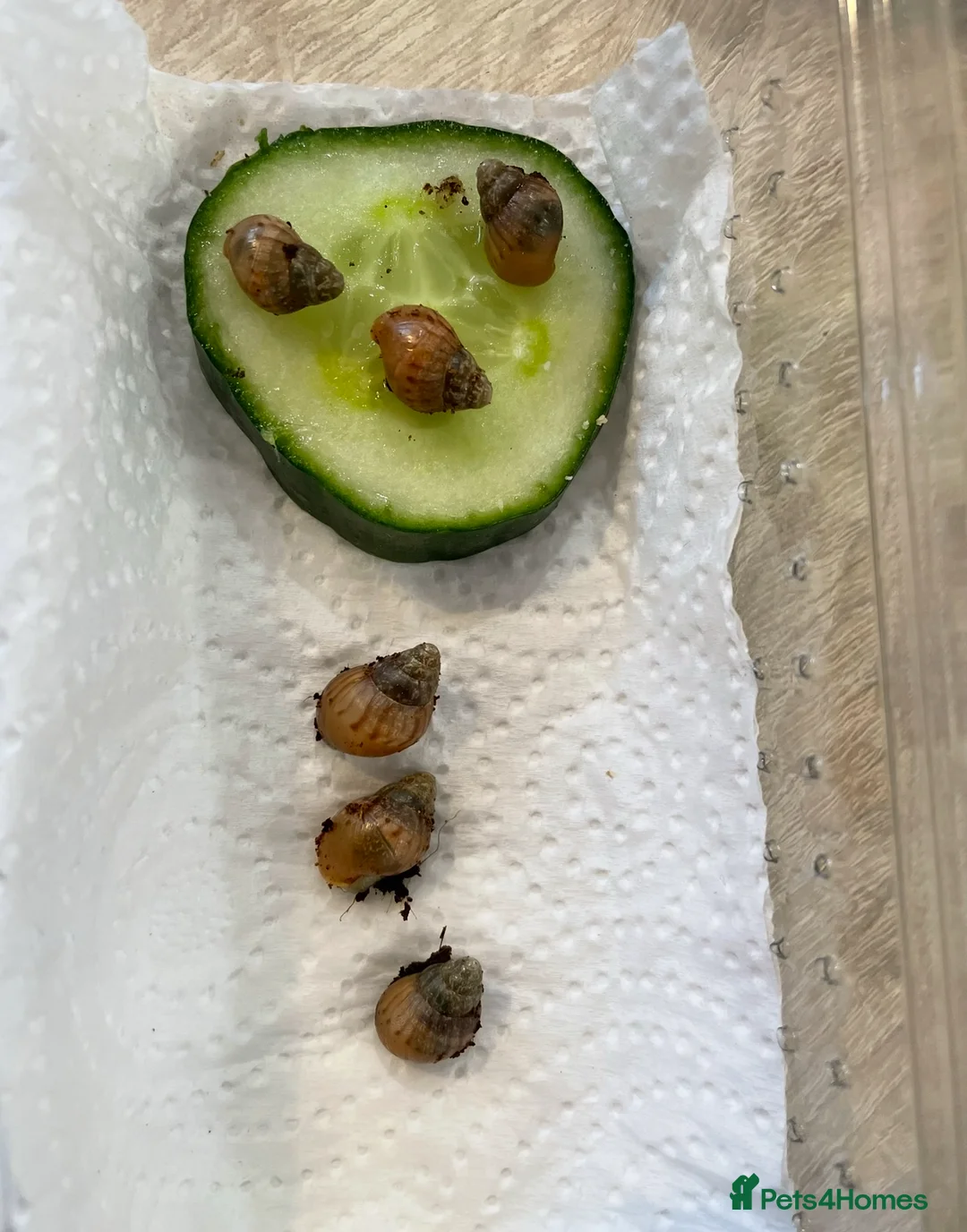 Snails invertebrates for sale: Giant African land snail hatchlings  - Advert 2