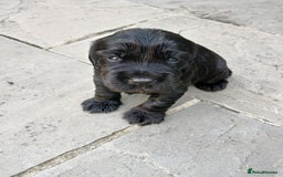 Cocker Spaniel dogs for sale: Cocker Spaniel puppies  - Image 10
