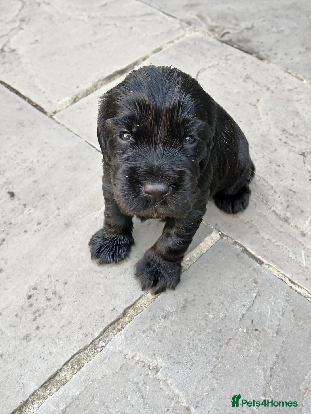 Cocker Spaniel dogs for sale: Cocker Spaniel puppies  - Image 10