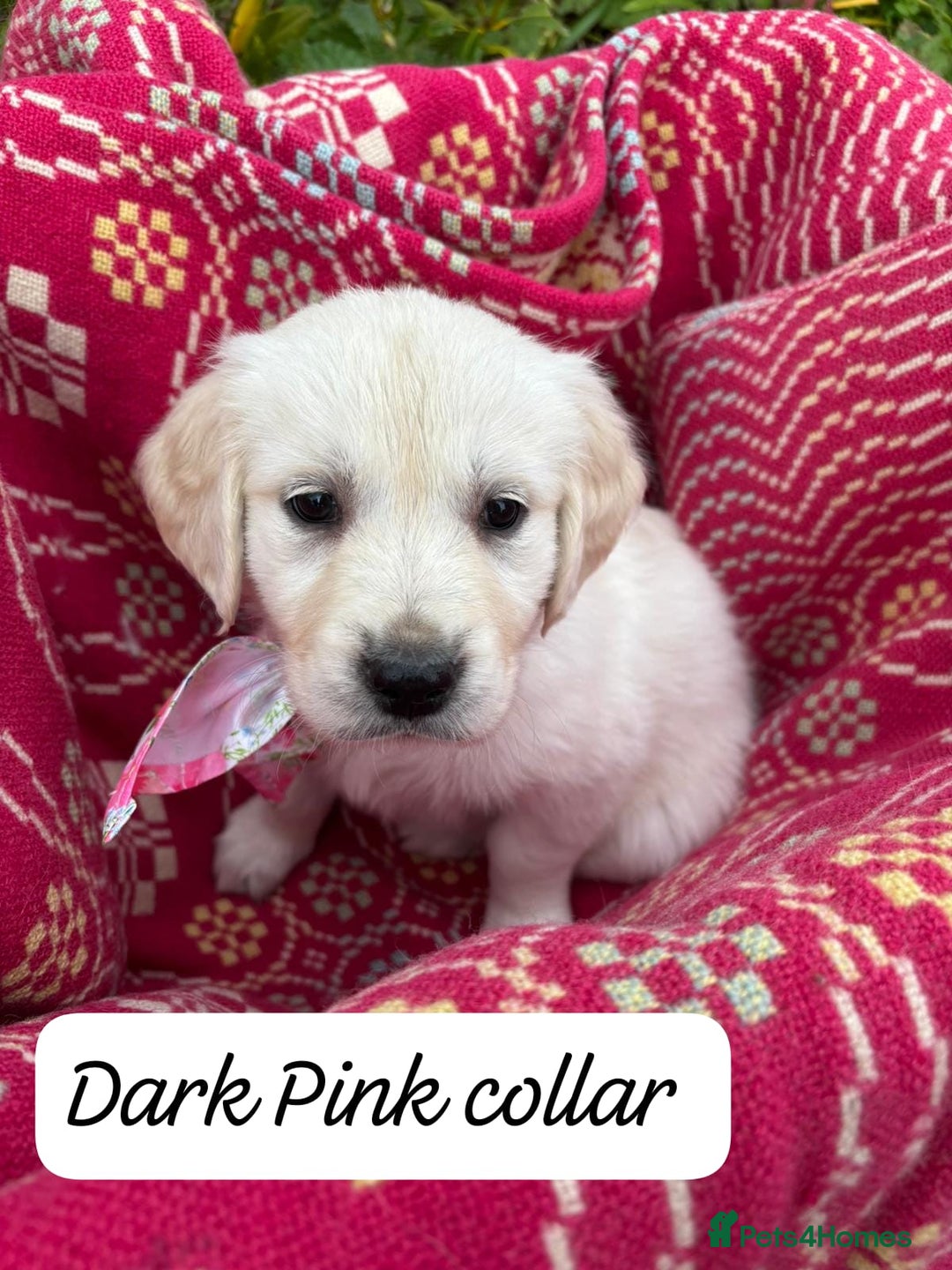 Golden Retriever dogs for sale: ❤️ Superb Litter of Golden Retriever Puppies ❤️ - Image 6