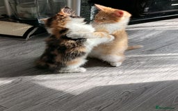 Domestic Shorthair cats for sale: cute mix breed kittens - Image 4