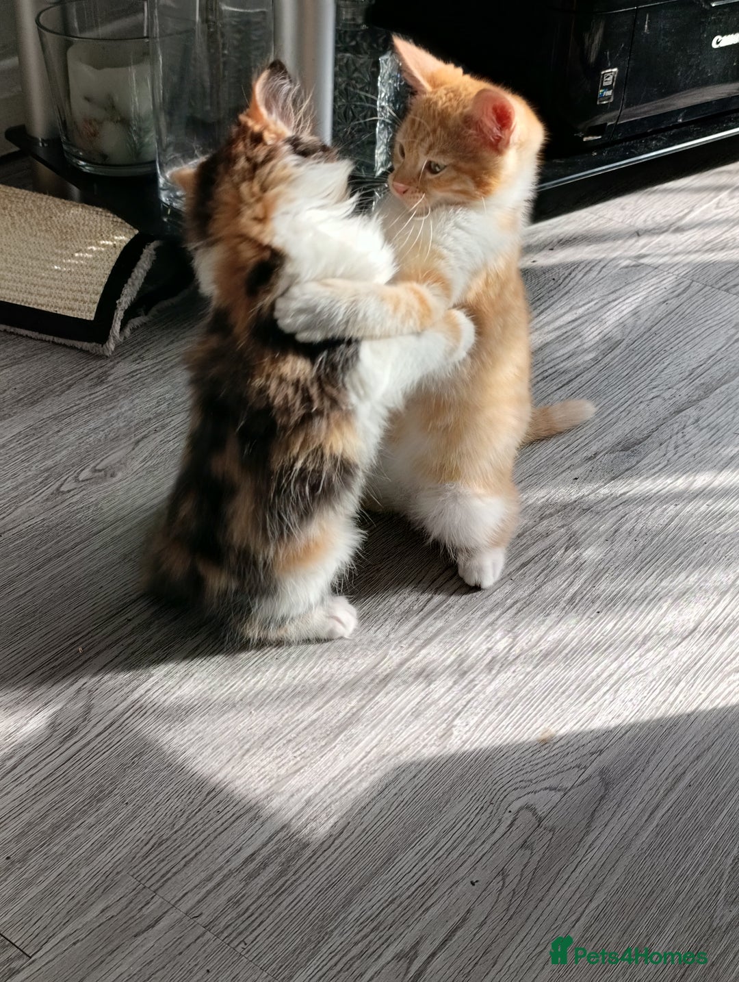 Domestic Shorthair cats for sale: cute mix breed kittens - Image 4