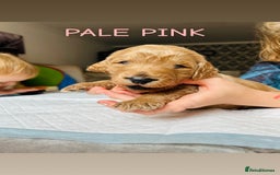 Goldendoodle dogs for sale: 🌟F1B Standard Goldendoodle Puppies in Merthyr Tydfil - Image 9