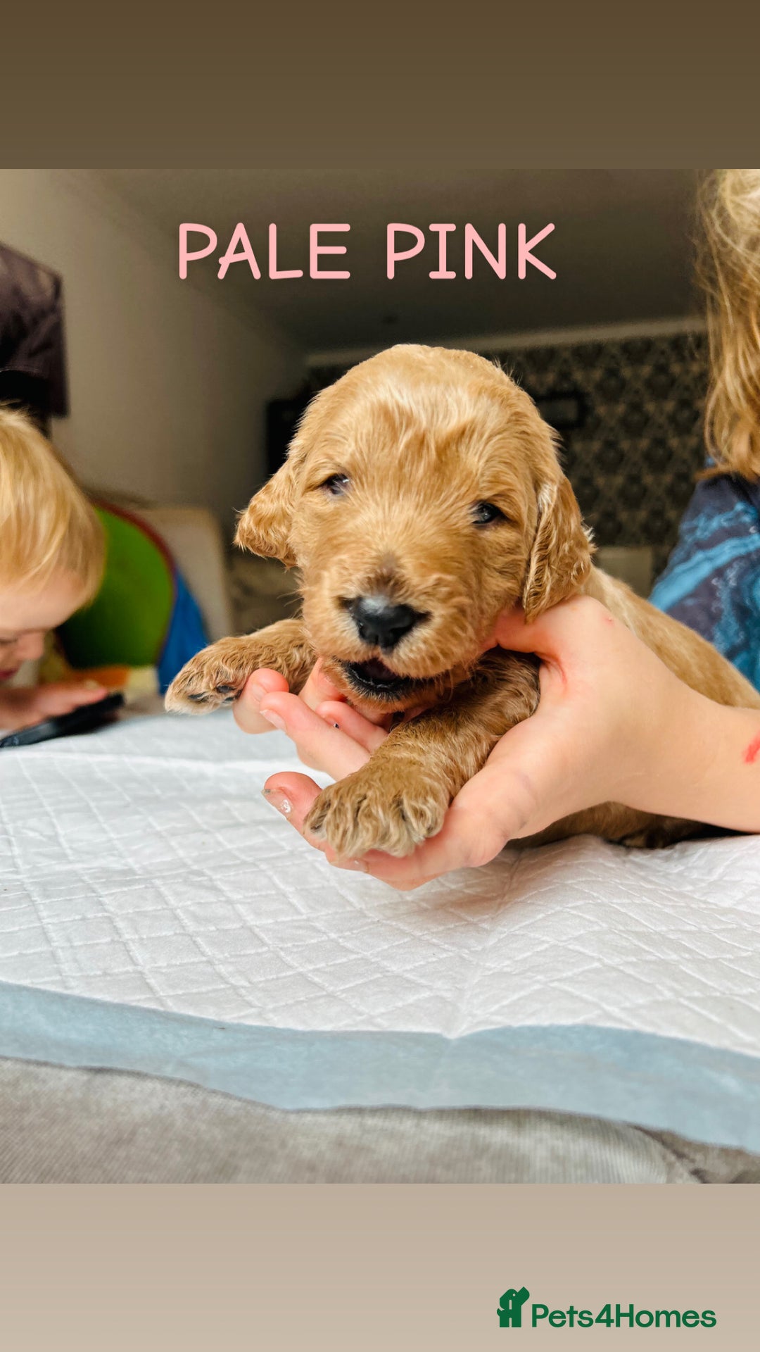 Goldendoodle dogs for sale: 🌟F1B Standard Goldendoodle Puppies in Merthyr Tydfil - Image 9