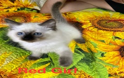 Ragdoll cats for sale: 🐈❤️5 Pure Ragdolls Waiting for Loving Family❗️❤️ - Image 5