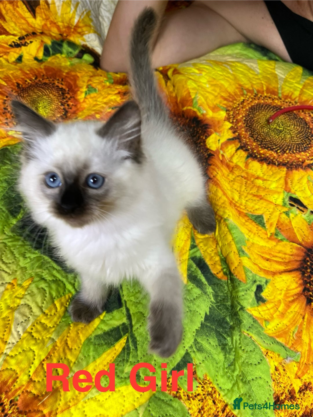 Ragdoll cats for sale: 🐈❤️5 Pure Ragdolls Waiting for Loving Family❗️❤️ - Image 5