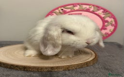 Mini Lop rabbits for sale: Purebred Minilops - Image 7