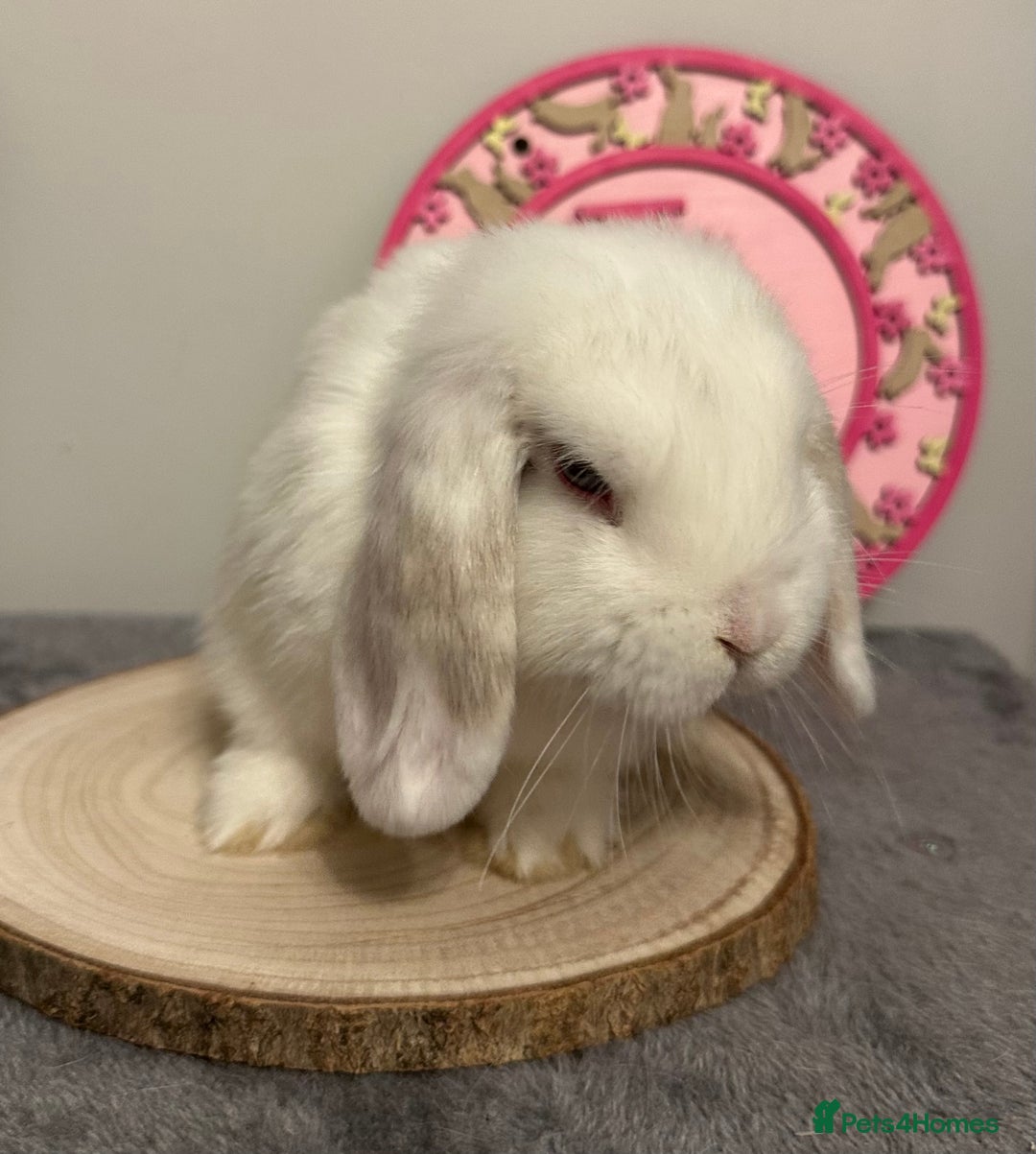 Mini Lop rabbits for sale: Purebred Minilops - Image 7