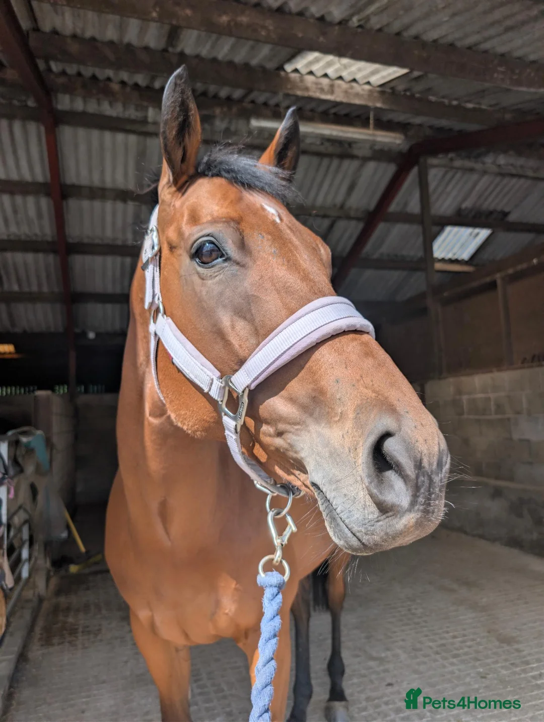 Irish Thoroughbred horses for sale: Beautiful Old Fashioned Stamp Mare in Preston - Advert 3