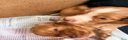 Cocker Spaniel dogs for sale: Working cocker spaniel  in Dorchester - Advert 5