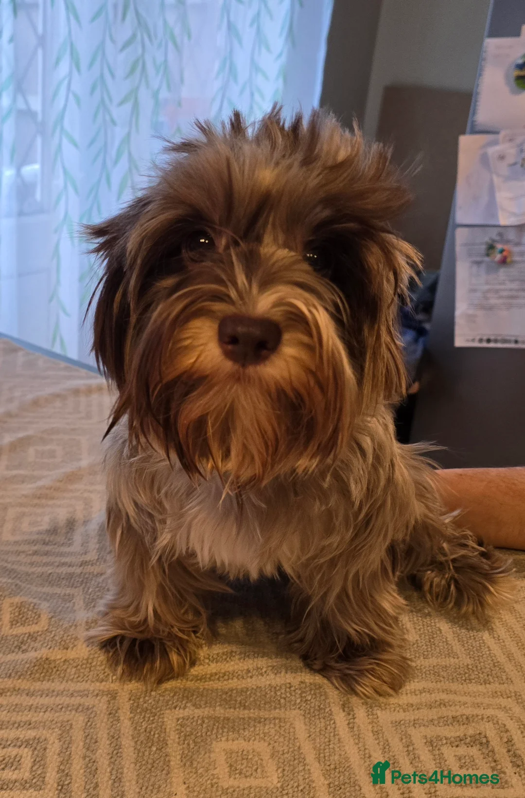 Yorkshire Terrier dogs for sale: Chocomerle lovely girl in Burton-on-Trent - Advert 3